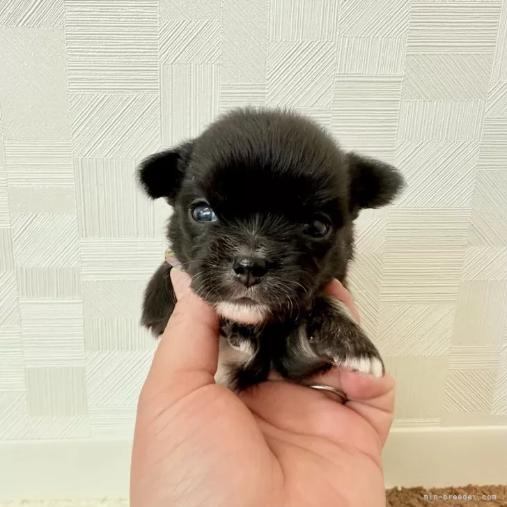 ぺぺ 様のお迎えした子犬
