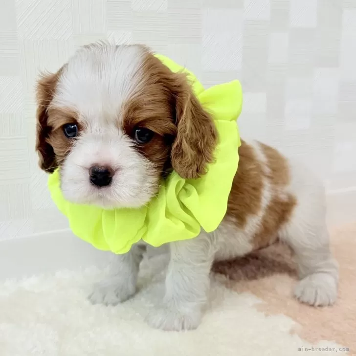 S.K 様のお迎えした子犬