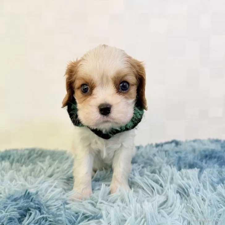 ID：2510-08348の子犬