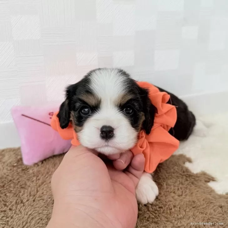 M.K 様のお迎えした子犬