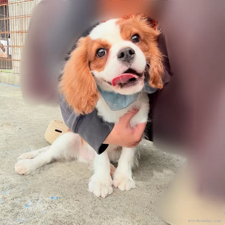 ID:2412-02962の子犬
