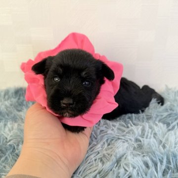 ミニチュアシュナウザー【埼玉県・女の子・2025年10月25日・ブラック&シルバー】の写真「とっても可愛い女の子♡」