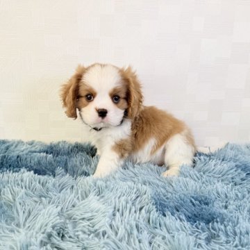 キャバリア【埼玉県・男の子・2025年9月17日・ブレンハイム】の写真「とっても可愛い男の子♤」