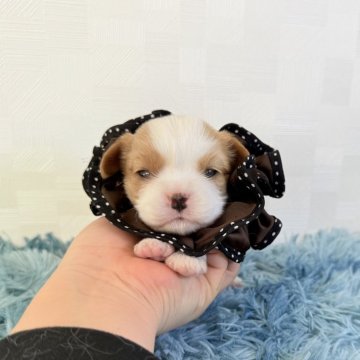 キャバリア【埼玉県・女の子・2025年10月20日・ブレンハイム】の写真「父JKCチャンピオン👑とっても可愛い女の子♡」