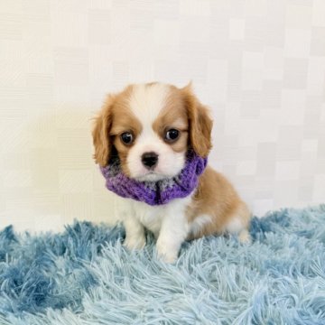 キャバリア【埼玉県・男の子・2025年9月22日・ブレンハイム】の写真「父JKCチャンピオン👑とっても可愛い男の子♤」