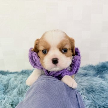 キャバリア【埼玉県・男の子・2025年9月22日・ブレンハイム】の写真「父JKCチャンピオン👑とっても可愛い男の子♤」