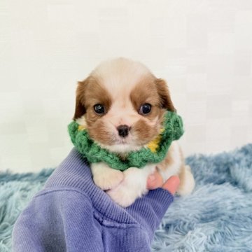 キャバリア【埼玉県・男の子・2025年9月22日・ブレンハイム】の写真「父JKCチャンピオン👑とっても可愛い男の子♤」