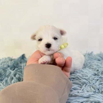 マルチーズ【埼玉県・女の子・2025年10月18日・ホワイト】の写真「とっても可愛い女の子♡」