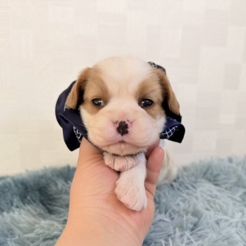 キャバリア【埼玉県・男の子・2025年11月7日・ブレンハイム】の写真「父JKCチャンピオン👑とっても可愛い男の子♤」