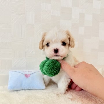 ミックス(マルチーズ×キャバリア)【埼玉県・男の子・2025年4月5日・白茶】の写真「5/31までの掲載！」