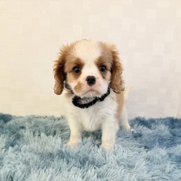 キャバリア【埼玉県・男の子・2025年9月17日・ブレンハイム】の写真「とっても可愛い男の子♤」