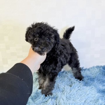 トイプードル(トイ)【埼玉県・男の子・2025年8月17日・ブラック】の写真「愛くるしいお顔の男の子♤」