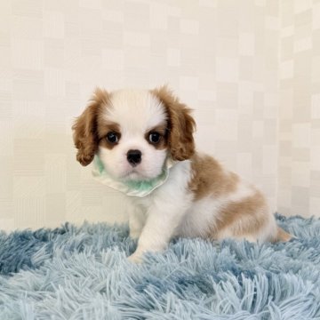 キャバリア【埼玉県・男の子・2025年9月16日・ブレンハイム】の写真「とっても可愛い男の子♤」