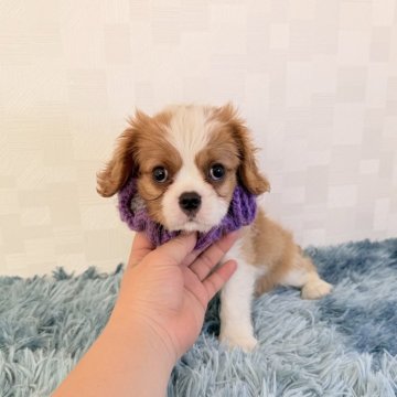 キャバリア【埼玉県・男の子・2025年9月22日・ブレンハイム】の写真「父JKCチャンピオン👑とっても可愛い男の子♤」