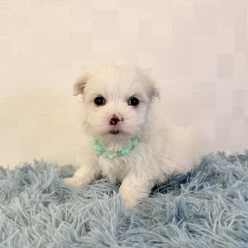 マルチーズ【埼玉県・男の子・2025年10月18日・ホワイト】の写真「とっても可愛い男の子♤」