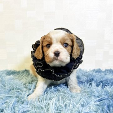 キャバリア【埼玉県・男の子・2025年10月25日・ブレンハイム】の写真「父JKCチャンピオン👑とっても可愛い男の子♤」