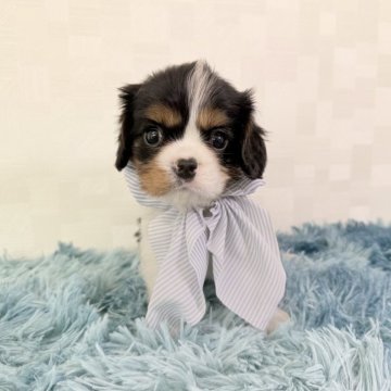 キャバリア【埼玉県・男の子・2025年9月10日・トライカラー】の写真「小柄でとっても可愛い男の子♤」