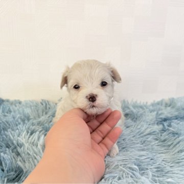 マルチーズ【埼玉県・男の子・2025年10月18日・ホワイト】の写真「とっても可愛い男の子♤」