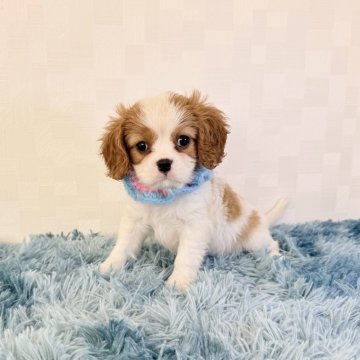 キャバリア【埼玉県・女の子・2025年9月22日・ブレンハイム】の写真「父JKCチャンピオン👑とっても可愛い女の子♡」