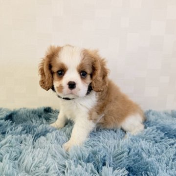 キャバリア【埼玉県・男の子・2025年9月17日・ブレンハイム】の写真「とっても可愛い男の子♤」