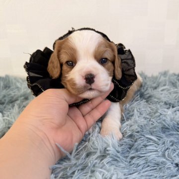 キャバリア【埼玉県・男の子・2025年10月25日・ブレンハイム】の写真「父JKCチャンピオン👑とっても可愛い男の子♤」