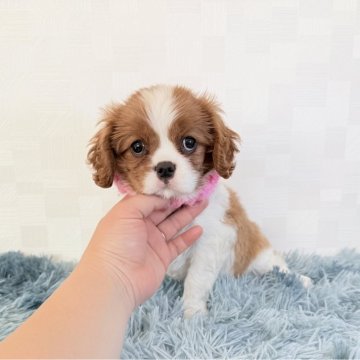 キャバリア【埼玉県・女の子・2025年9月23日・ブレンハイム】の写真「父インターCH👑とっても可愛い女の子♡」