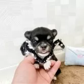 チワワ(ロング)