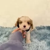 キャバリア【埼玉県・男の子・2025年9月16日・ブレンハイム】の写真1