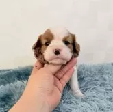 キャバリア【埼玉県・女の子・2025年11月7日・ブレンハイム】の写真1