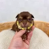 チワワ(ロング)【埼玉県・女の子・2024年12月14日・チョコタン】の写真1