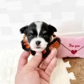 チワワ(ロング)