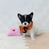 チワワ(ロング)
