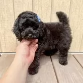 トイプードル(トイ)