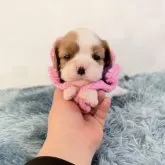 キャバリア【埼玉県・女の子・2025年11月7日・ブレンハイム】の写真1