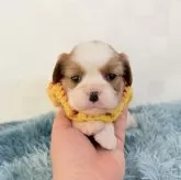 キャバリア【埼玉県・女の子・2025年11月7日・ブレンハイム】の写真1