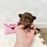 チワワ(ロング)
