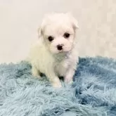 マルチーズ