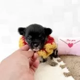 チワワ(ロング)