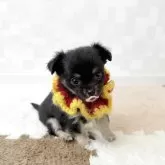 チワワ(ロング)
