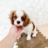 キャバリア