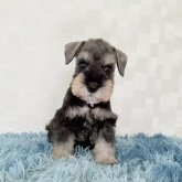 ミニチュアシュナウザー