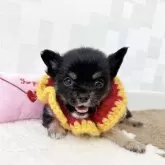 チワワ(ロング)