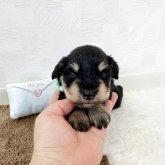 ミニチュアシュナウザー
