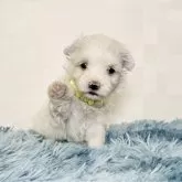 マルチーズ