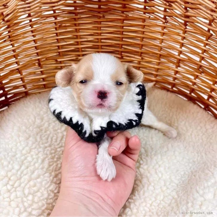 ID:2404-00691の子犬