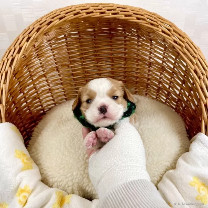 ぴ 様のお迎えした子犬