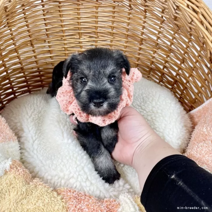 ID:2312-06020の子犬