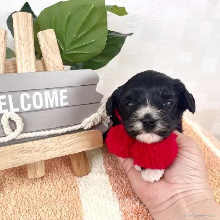 ID:2311-06668の子犬
