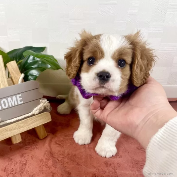 ID:2401-07208の子犬