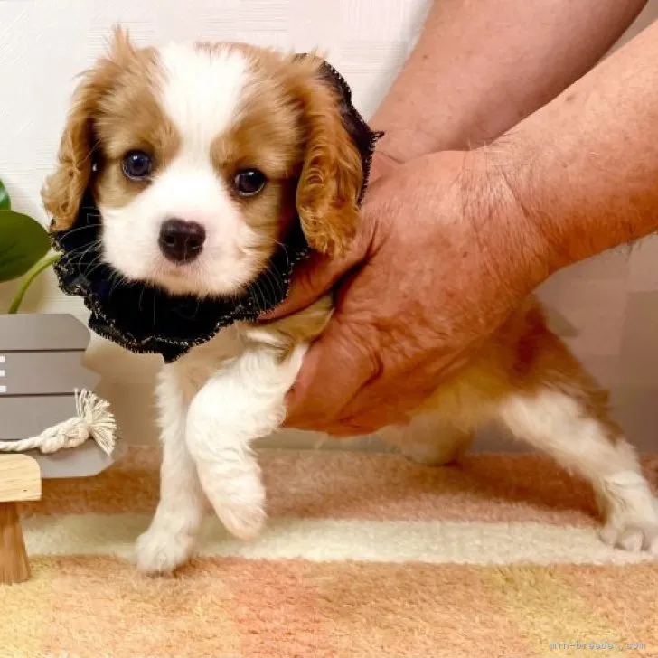 ID:2310-04193の子犬